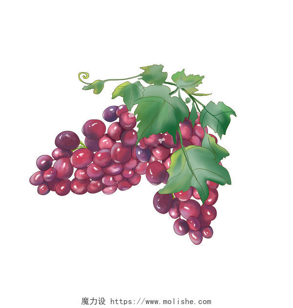 手绘卡通水果夏天水果葡萄紫红葡萄png素材水果树枝